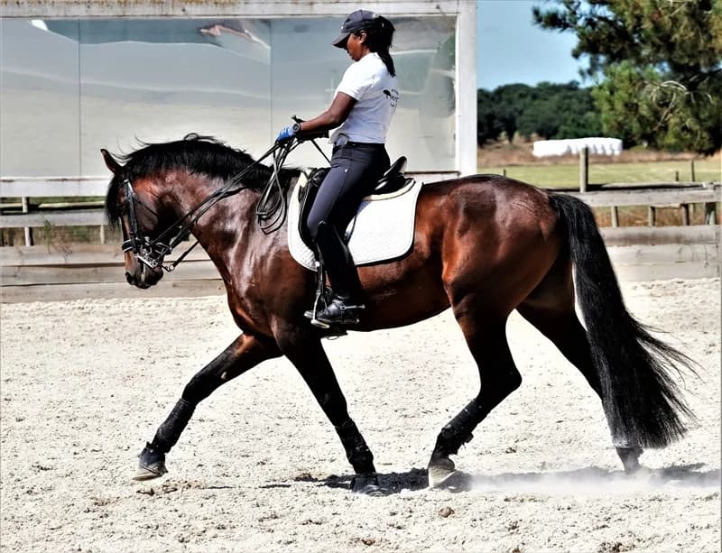 Rytter i trav på en brun Lusitano på ridebanen